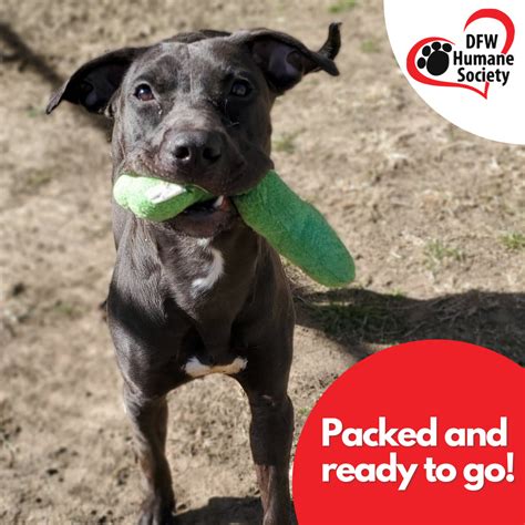 dallas humane society|Adopt .